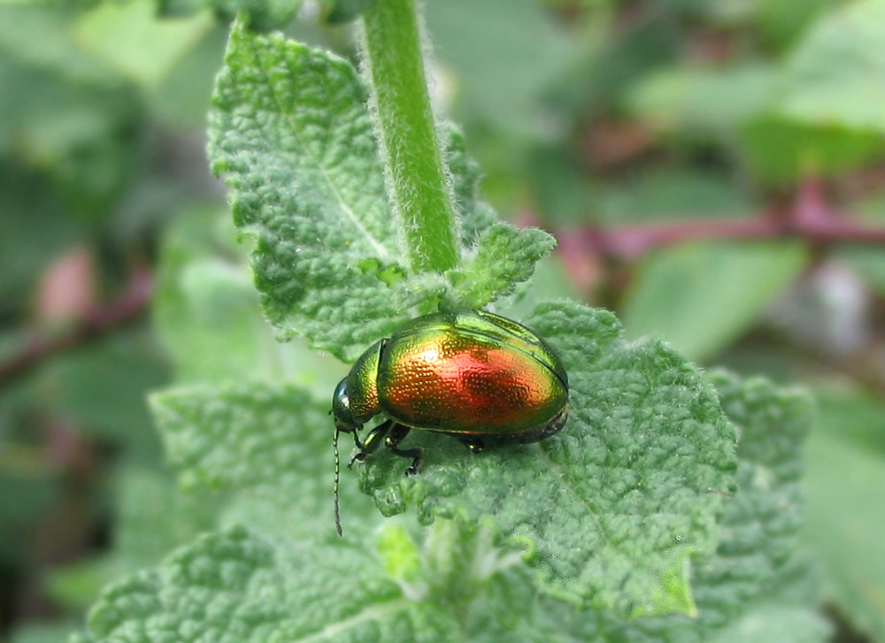 Chrysolina herbacea